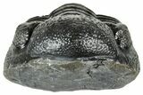Long, Curled Morocops Trilobite - Morocco #323510-2